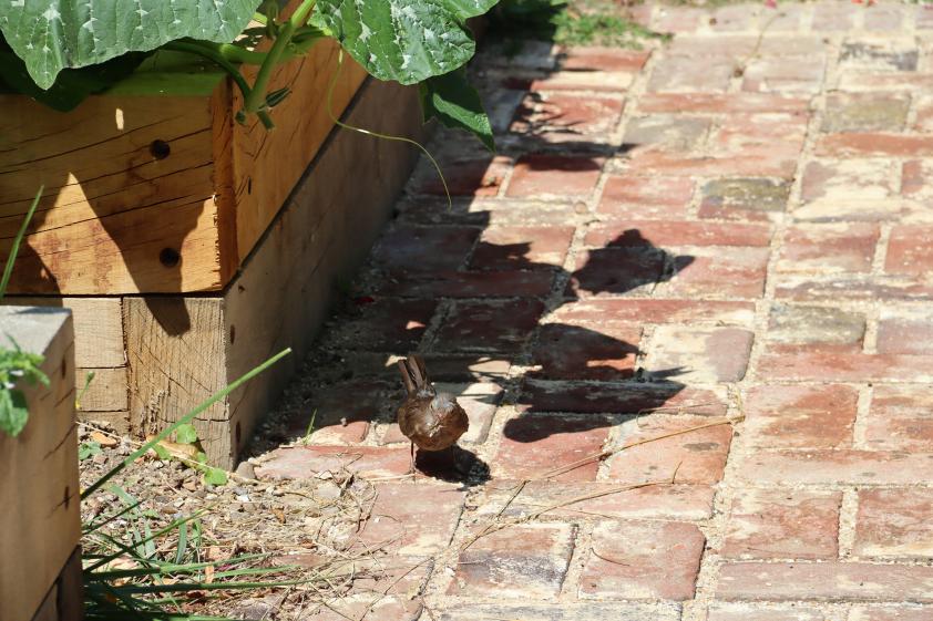 Merlette en plein repas, pavés en briques de réemploi et traverses paysagère en 