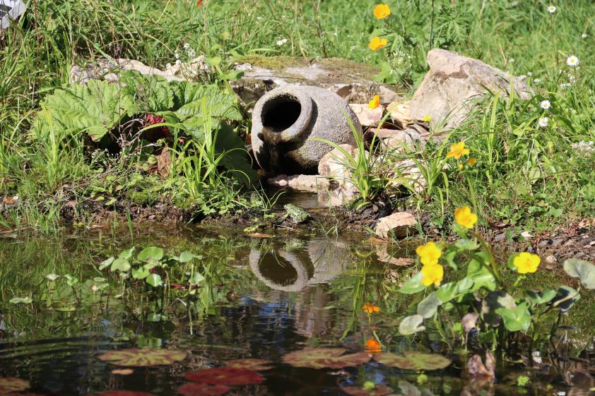 La mare, sa grenouille verte et ses plantes aquatiques