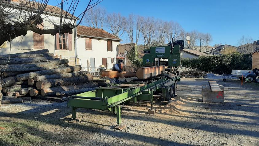 Sciage sur site des cêdres présents sur le terrain pour réemploi