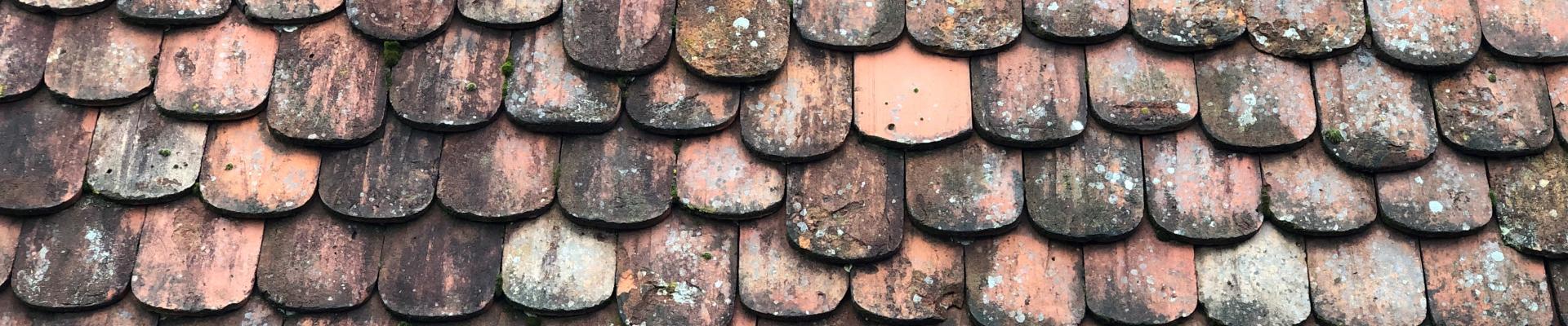 bieberschwanz2.jpg bieberschwanz2.jpg