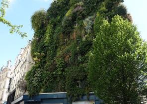 Mur végétal, rue d'Aboukir à Paris