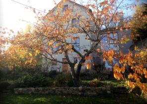 jardin_automne.jpg