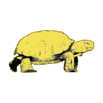 tortue.png tortue.png