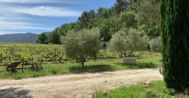 Vignes du domaine Faverot à Maubec